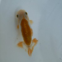 /album/%e4%b9%9f%e5%85%89%e3%82%89%e3%82%93%e3%81%a1%e3%82%85%e3%81%86/dsc-0188-jpg/