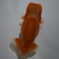 /album/%e4%b9%9f%e5%85%89%e3%82%89%e3%82%93%e3%81%a1%e3%82%85%e3%81%86/dsc-0381-jpg/