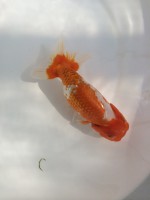 /album/%e4%b9%9f%e5%85%89%e3%82%89%e3%82%93%e3%81%a1%e3%82%85%e3%81%86/img-0155-jpg/