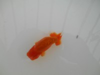 /album/%e4%b9%9f%e5%85%89%e3%82%89%e3%82%93%e3%81%a1%e3%82%85%e3%81%86/dscn0203-jpg/