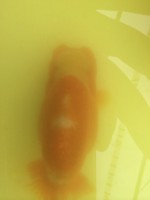 /album/%e4%b9%9f%e5%85%89%e3%82%89%e3%82%93%e3%81%a1%e3%82%85%e3%81%86/img-0162-jpg/