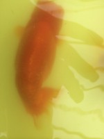 /album/%e4%b9%9f%e5%85%89%e3%82%89%e3%82%93%e3%81%a1%e3%82%85%e3%81%86/img-0163-jpg/