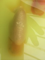 /album/%e4%b9%9f%e5%85%89%e3%82%89%e3%82%93%e3%81%a1%e3%82%85%e3%81%86/img-0164-jpg/