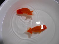 /album/%e4%b9%9f%e5%85%89%e3%82%89%e3%82%93%e3%81%a1%e3%82%85%e3%81%86/dscn0252-jpg/