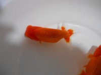 /album/%e4%b9%9f%e5%85%89%e3%82%89%e3%82%93%e3%81%a1%e3%82%85%e3%81%86/dscn0253-jpg/