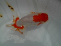 /album/%e4%b9%9f%e5%85%89%e3%82%89%e3%82%93%e3%81%a1%e3%82%85%e3%81%86/dscn0261-jpg/