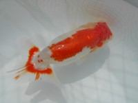 /album/%e4%b9%9f%e5%85%89%e3%82%89%e3%82%93%e3%81%a1%e3%82%85%e3%81%86/dscn0268-jpg/