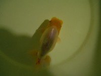 /album/%e4%b9%9f%e5%85%89%e3%82%89%e3%82%93%e3%81%a1%e3%82%85%e3%81%86/dscn0313-jpg/