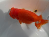 /album/%e4%b9%9f%e5%85%89%e3%82%89%e3%82%93%e3%81%a1%e3%82%85%e3%81%86/dscn0326-jpg/