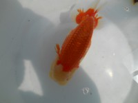 /album/%e4%b9%9f%e5%85%89%e3%82%89%e3%82%93%e3%81%a1%e3%82%85%e3%81%86/dscn0355-jpg/