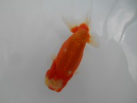 /album/%e4%b9%9f%e5%85%89%e3%82%89%e3%82%93%e3%81%a1%e3%82%85%e3%81%86/dscn0378-jpg/