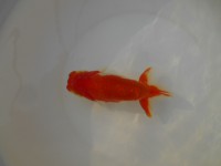 /album/%e4%b9%9f%e5%85%89%e3%82%89%e3%82%93%e3%81%a1%e3%82%85%e3%81%86/dscn0409-jpg/