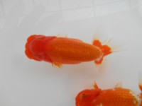 /album/%e4%b9%9f%e5%85%89%e3%82%89%e3%82%93%e3%81%a1%e3%82%85%e3%81%86/dscn0417-jpg/