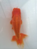 /album/%e4%b9%9f%e5%85%89%e3%82%89%e3%82%93%e3%81%a1%e3%82%85%e3%81%86/img-0274-jpg/