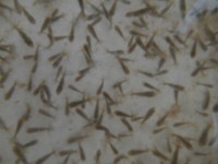 /album/%e4%b9%9f%e5%85%89%e3%82%89%e3%82%93%e3%81%a1%e3%82%85%e3%81%86/dscn0395-jpg/