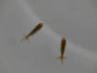 /album/%e4%b9%9f%e5%85%89%e3%82%89%e3%82%93%e3%81%a1%e3%82%85%e3%81%86/dscn0398-jpg/