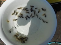 /album/%e4%b9%9f%e5%85%89%e3%82%89%e3%82%93%e3%81%a1%e3%82%85%e3%81%86/dscn0431-jpg/