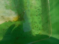 /album/%e4%b9%9f%e5%85%89%e3%82%89%e3%82%93%e3%81%a1%e3%82%85%e3%81%86/dscn0442-jpg/