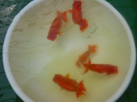 /album/%e4%b9%9f%e5%85%89%e3%82%89%e3%82%93%e3%81%a1%e3%82%85%e3%81%86/dscn0195-jpg/