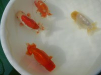 /album/%e4%b9%9f%e5%85%89%e3%82%89%e3%82%93%e3%81%a1%e3%82%85%e3%81%86/dscn0198-jpg/