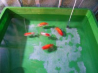 /album/%e4%b9%9f%e5%85%89%e3%82%89%e3%82%93%e3%81%a1%e3%82%85%e3%81%86/dscn0247-jpg/