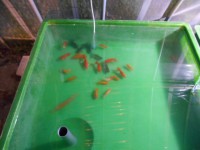 /album/%e4%b9%9f%e5%85%89%e3%82%89%e3%82%93%e3%81%a1%e3%82%85%e3%81%86/dscn0251-jpg/