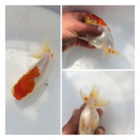 /album/%e4%b9%9f%e5%85%89%e3%82%89%e3%82%93%e3%81%a1%e3%82%85%e3%81%86/img-0167-jpg1/