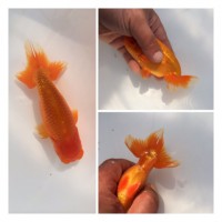 /album/%e4%b9%9f%e5%85%89%e3%82%89%e3%82%93%e3%81%a1%e3%82%85%e3%81%86/img-0168-jpg1/