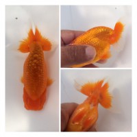 /album/%e4%b9%9f%e5%85%89%e3%82%89%e3%82%93%e3%81%a1%e3%82%85%e3%81%86/img-0169-jpg1/