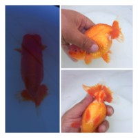 /album/%e4%b9%9f%e5%85%89%e3%82%89%e3%82%93%e3%81%a1%e3%82%85%e3%81%86/img-0173-jpg/