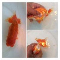 /album/%e4%b9%9f%e5%85%89%e3%82%89%e3%82%93%e3%81%a1%e3%82%85%e3%81%86/img-0174-jpg/