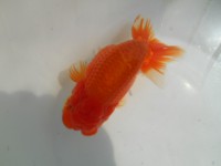 /album/%e4%b9%9f%e5%85%89%e3%82%89%e3%82%93%e3%81%a1%e3%82%85%e3%81%86/dscn0359-jpg/