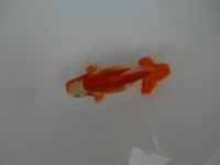 /album/%e4%b9%9f%e5%85%89%e3%82%89%e3%82%93%e3%81%a1%e3%82%85%e3%81%86/dscn0368-jpg/