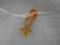 /album/%e4%b9%9f%e5%85%89%e3%82%89%e3%82%93%e3%81%a1%e3%82%85%e3%81%86/dscn0569-jpg/