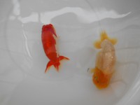 /album/%e4%b9%9f%e5%85%89%e3%82%89%e3%82%93%e3%81%a1%e3%82%85%e3%81%86/dscn0570-jpg/