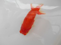 /album/%e4%b9%9f%e5%85%89%e3%82%89%e3%82%93%e3%81%a1%e3%82%85%e3%81%86/dscn0571-jpg/