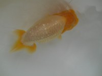 /album/%e4%b9%9f%e5%85%89%e3%82%89%e3%82%93%e3%81%a1%e3%82%85%e3%81%86/dscn0593-jpg/