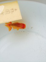 /album/%e4%b9%9f%e5%85%89%e3%82%89%e3%82%93%e3%81%a1%e3%82%85%e3%81%86/img-0592-jpg1/