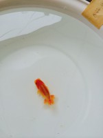 /album/%e4%b9%9f%e5%85%89%e3%82%89%e3%82%93%e3%81%a1%e3%82%85%e3%81%86/img-0593-jpg1/