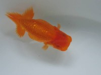 /album/%e4%b9%9f%e5%85%89%e3%82%89%e3%82%93%e3%81%a1%e3%82%85%e3%81%86/img-0674-jpg/