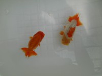 /album/%e4%b9%9f%e5%85%89%e3%82%89%e3%82%93%e3%81%a1%e3%82%85%e3%81%86/dscn0648-jpg/