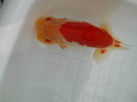 /album/%e4%b9%9f%e5%85%89%e3%82%89%e3%82%93%e3%81%a1%e3%82%85%e3%81%86/dscn0649-jpg/