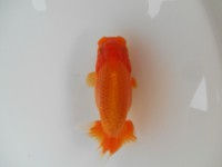 /album/%e4%b9%9f%e5%85%89%e3%82%89%e3%82%93%e3%81%a1%e3%82%85%e3%81%86/dscn0678-jpg/