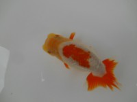 /album/%e4%b9%9f%e5%85%89%e3%82%89%e3%82%93%e3%81%a1%e3%82%85%e3%81%86/dscn0702-jpg/