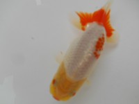 /album/%e4%b9%9f%e5%85%89%e3%82%89%e3%82%93%e3%81%a1%e3%82%85%e3%81%86/dscn0703-jpg/