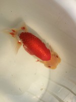 /album/%e4%b9%9f%e5%85%89%e3%82%89%e3%82%93%e3%81%a1%e3%82%85%e3%81%86/img-0739-jpg/