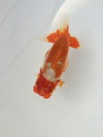 /album/%e4%b9%9f%e5%85%89%e3%82%89%e3%82%93%e3%81%a1%e3%82%85%e3%81%86/img-0759-jpg/